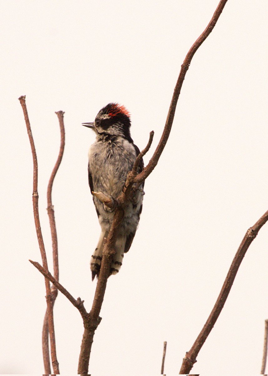 NLDPhotographyy's tweet photo. Hairy Woodpecker perched in a dead bush in the fields of Middle Creek Wildlife. 

#woodpecker #woodpeckersofinstagram #woodpeckers #birdsphotographer #birdphotos #birdphotography #birdwatchers #birdsonearth #birdsofinstagram #birdloversofinstagram #naturelovers #wildlifephotos https://t.co/cZtfs6M0Bj