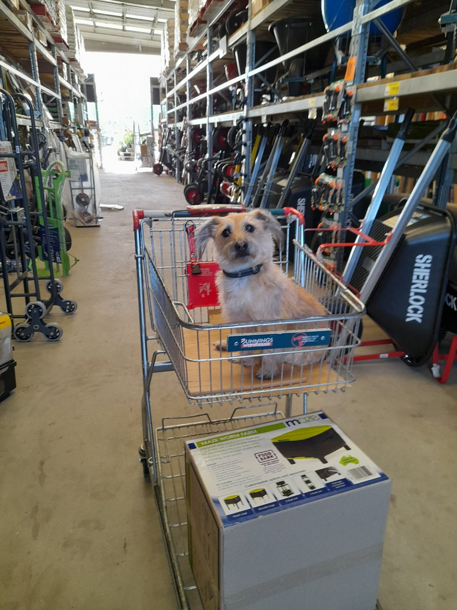 One of my favourite things in life is being pushed around every aisle in Bunnings. #dogs #love #bunnings #lifestyle