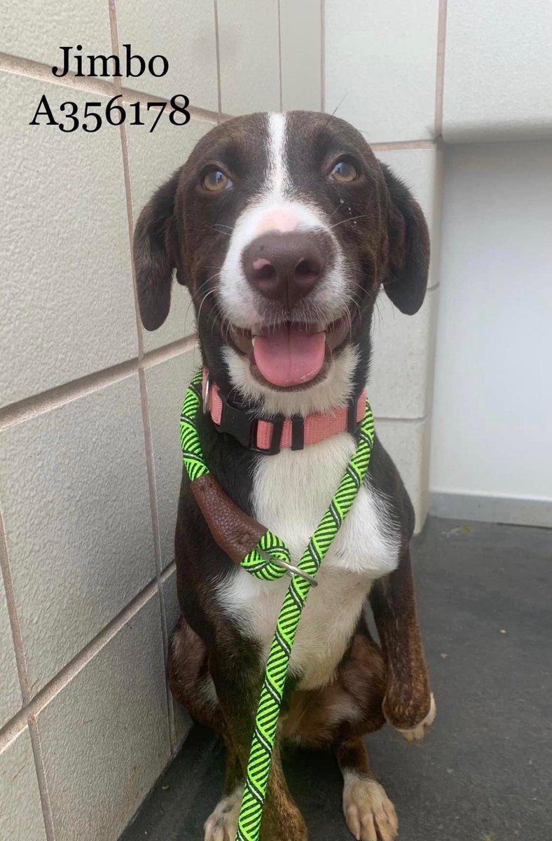 🆘
JIMBO ❤️his life started only 8 mos ago and #Corpuschristitx wants to🔥 MURDER🔥him on 6/30😢Look his eyes🙏
22 pounds of happiness and playfulness 🥏locked🔒away
Shines in playgroup 🐕‍🦺🐕🦮M and F, loves to run and play, play.
#A356178.TBK for space?🤬
#pledge #foster #adopt