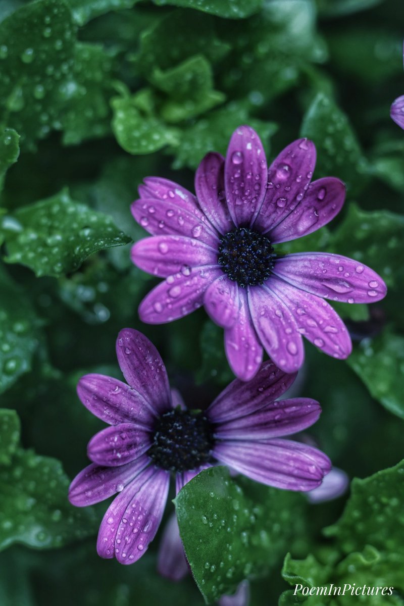 Kelly Nicol💙💛🇺🇦 tweet media