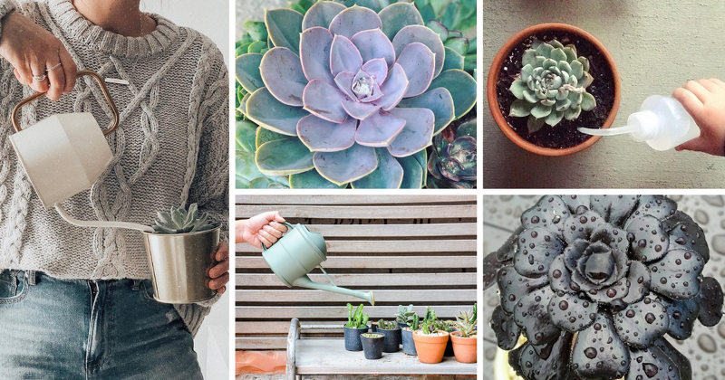 Watering your succulents properly is key to keeping them healthy and beautiful. Knowing when and how much to water your succulents can be tricky, so here’s a guide to help you get it right. Succulentsare a great choice for those looking for

asucculent.com/how-often-do-y…