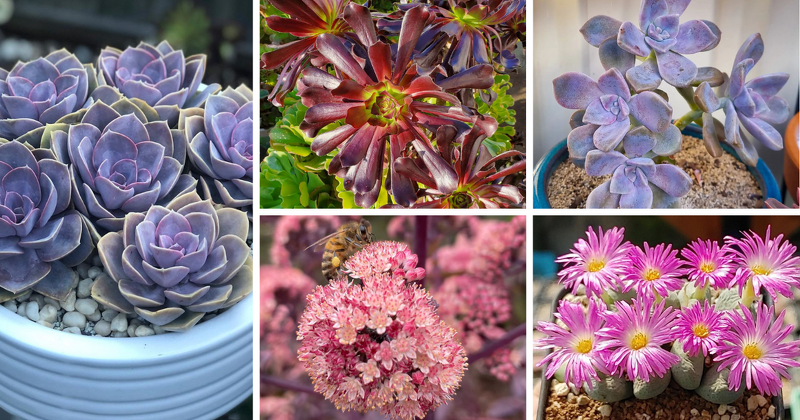 Are you looking to add a touch of elegance and vibrancy to your garden? Look no further than succulents with purple flowers. These stunning plants not only bring a pop of color to any outdoor space but also require minimal care and maintenance.

asucculent.com/succulents-wit…