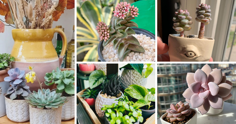 Succulents are a popular choice for indoor plants because of their low-maintenance care and attractive appearance. They are a great option for those who want to add some green to their home without the need for a green thumb!

asucculent.com/how-to-care-fo…