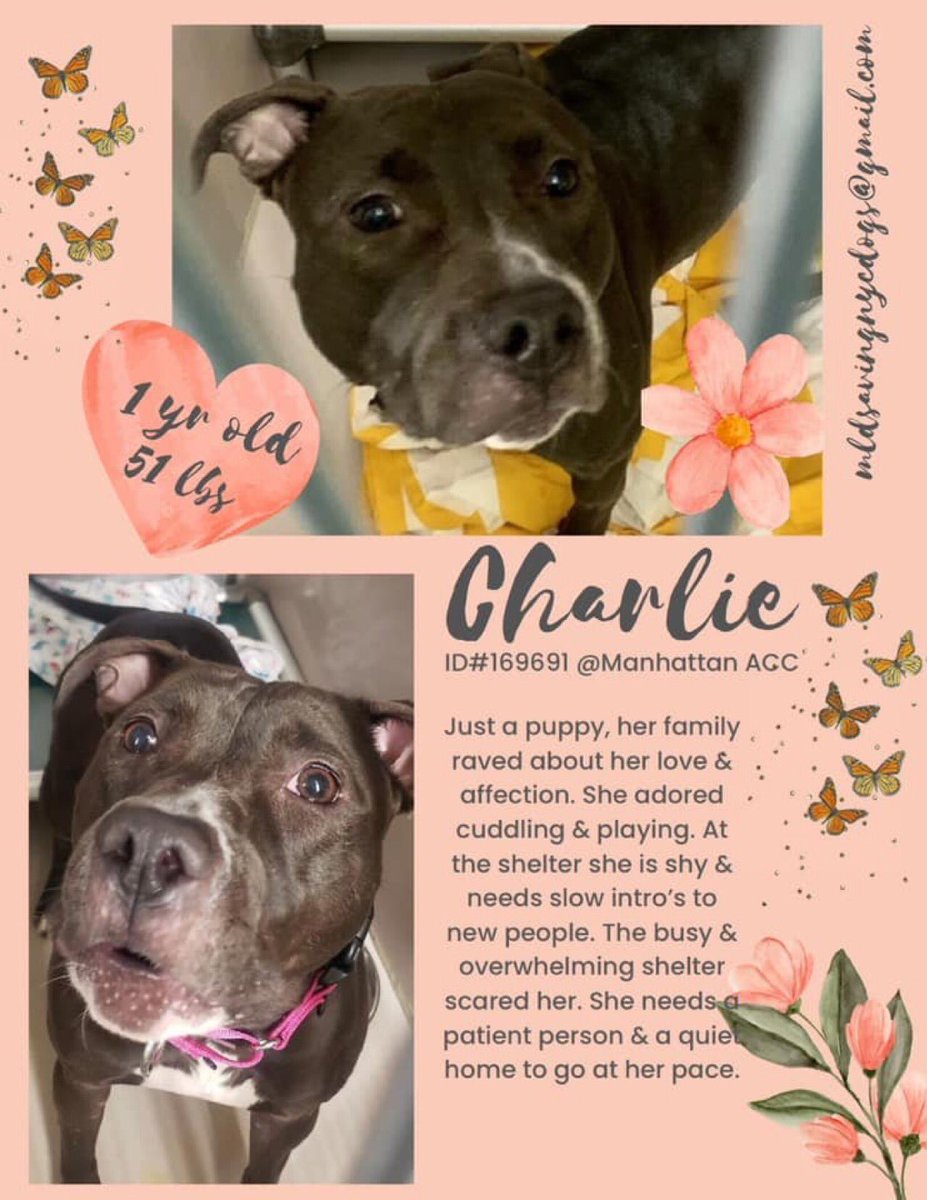 1. @NYCACC just killed a lovable puppy named CHARLIE! The Shelter Animal Rescue Act (#SARA), lifesaving legislation now pending in NY, will require ACC & the state’s other kill pounds to place healthy & treatable animals like CHARLIE w/501(c)(3) rescuers instead of killing them…