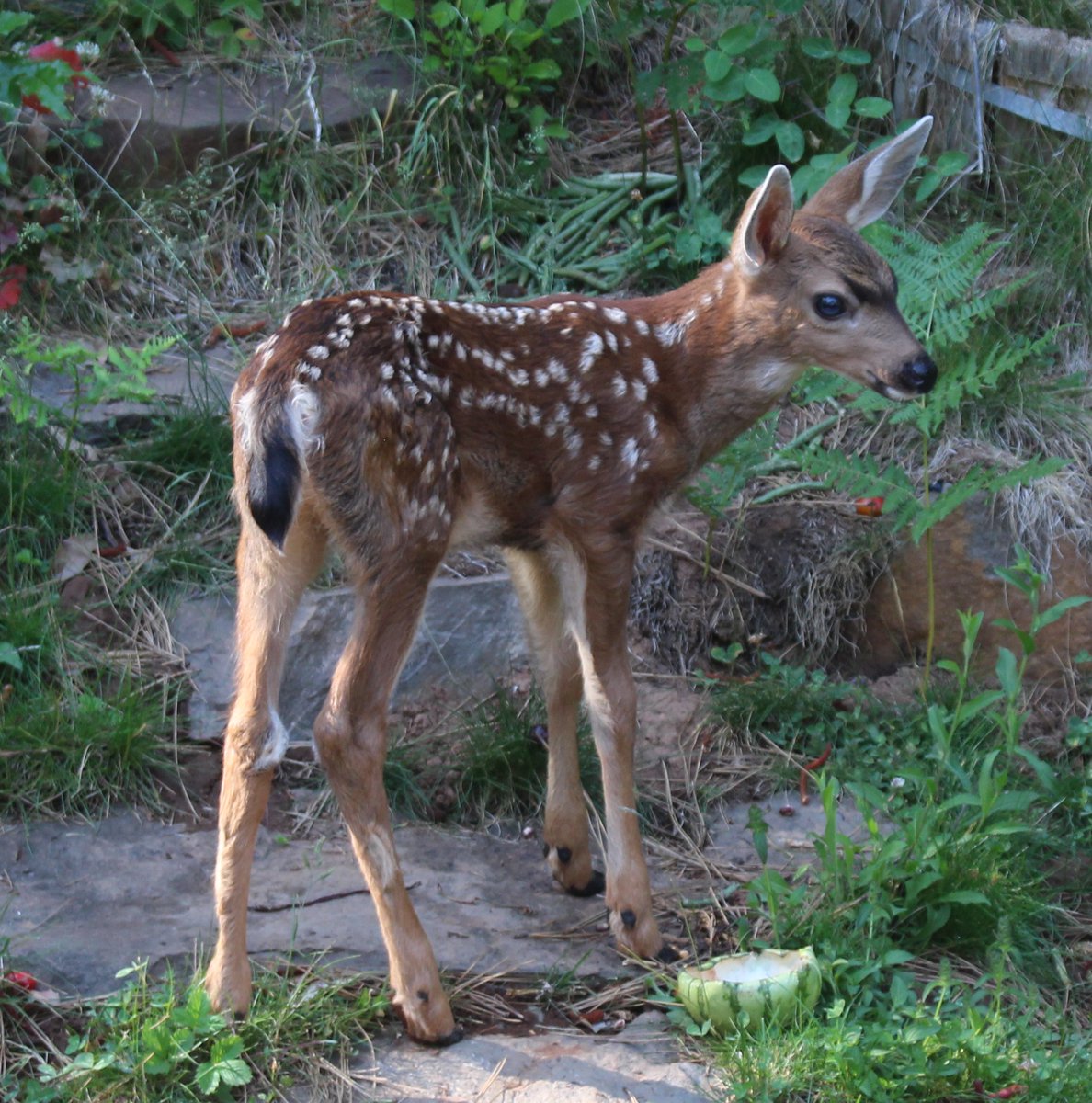 TK_Perry's tweet photo. welcome studying distraction just outside my back door :) #blacktaileddeer #wildlifephotography https://t.co/ptP4EhiCEG
