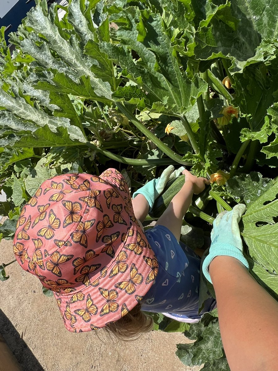 TripleCrownEl's tweet photo. It may be summer break, but these veggies are ready to be harvested! Check out these #futurecolts helping their mama (Maestra Esqueda) keep our garden looking sharp! #BeEpicColts #TCEpicAdventure @ValVerdeUSD @mrs_seagrave https://t.co/VJrtRMWjwj