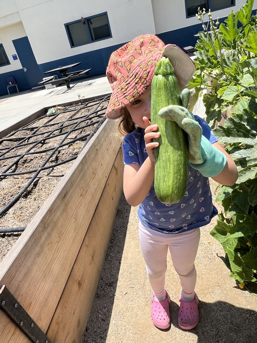 TripleCrownEl's tweet photo. It may be summer break, but these veggies are ready to be harvested! Check out these #futurecolts helping their mama (Maestra Esqueda) keep our garden looking sharp! #BeEpicColts #TCEpicAdventure @ValVerdeUSD @mrs_seagrave https://t.co/VJrtRMWjwj