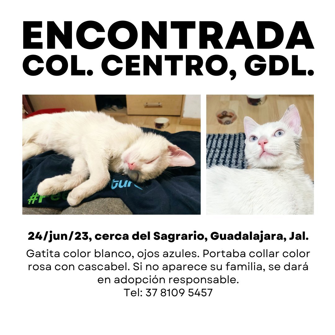 Paloma 🍉 (@thepalomina) on Twitter photo Seguimos buscando a su familia, les agradecemos su RT.
Gatita color blanco con color rosa encontrada en Centro de Guadalajara cerca de Santuario.
#EnGuadalajara
<a href="/Trafico_ZMG/">TráficoZMGuadalajara</a> <a href="/RedProGato/">Red Pro Gato Guadalajara</a> <a href="/Alina_Gag/">Alina</a> <a href="/gatitosasalvo/">🐾🐾Gatitos a salvo🐾🐾</a> <a href="/raflescabrera/">Rafael Cabrera</a> <a href="/GatitosVsDesig/">Gatitos contra la Desigualdad</a> Seguimos buscando a su familia, les agradecemos su RT.
Gatita color blanco con color rosa encontrada en Centro de Guadalajara cerca de Santuario.
#EnGuadalajara
<a href="/Trafico_ZMG/">TráficoZMGuadalajara</a> <a href="/RedProGato/">Red Pro Gato Guadalajara</a> <a href="/Alina_Gag/">Alina</a> <a href="/gatitosasalvo/">🐾🐾Gatitos a salvo🐾🐾</a> <a href="/raflescabrera/">Rafael Cabrera</a> <a href="/GatitosVsDesig/">Gatitos contra la Desigualdad</a>