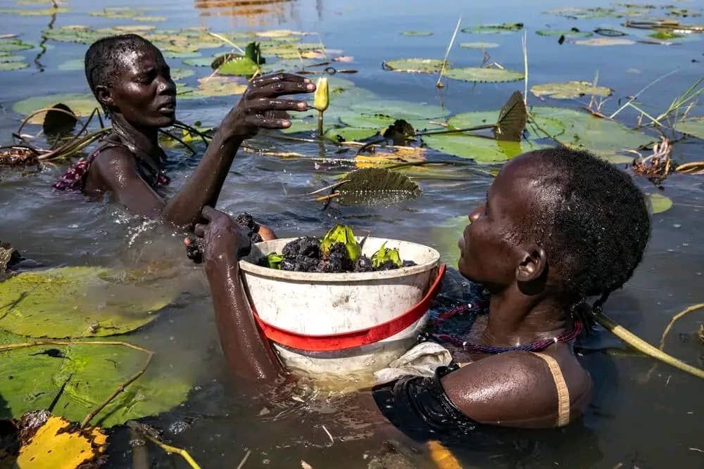 This is oil rich, Unity state whose people are defending on water lilies. 
They're neglected and left with nothing yet their state producer 70% of oil in the republic of South Sudan.