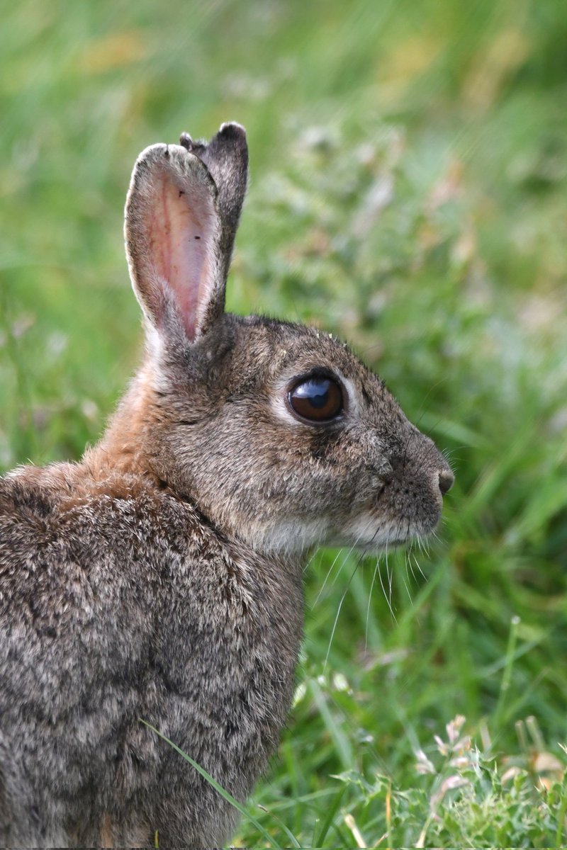 Rabbit 
Bude Cornwall 〓〓 
#wildlife #nature #lovebude 
#bude #Cornwall #Kernow #wildlifephotography 
#TwitterNatureCommunity
#Rabbit
