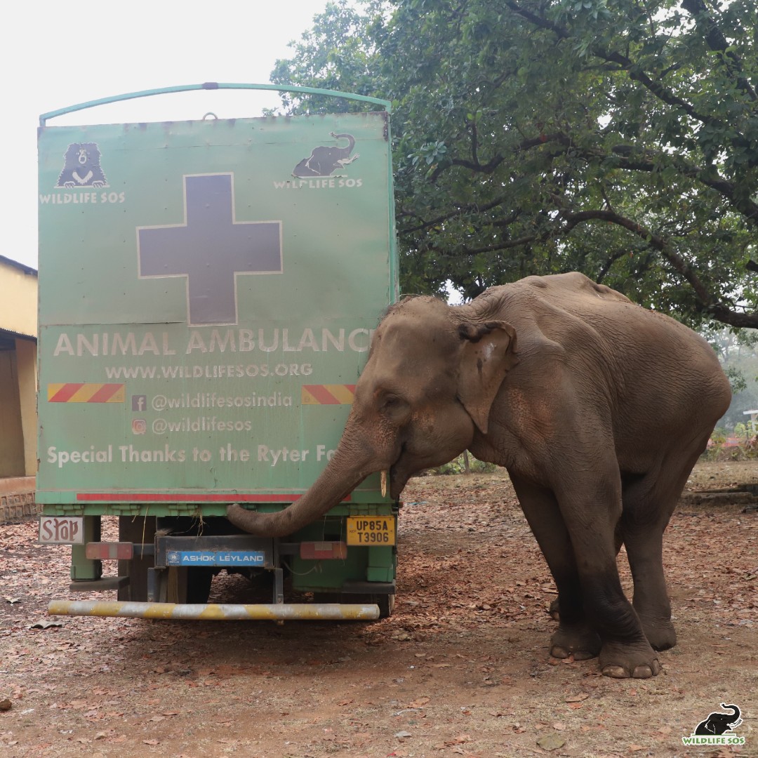 What IF there had been regular medical inspections for Lakshmi before she was rescued? It’s quite likely the permanent damage to her hind legs could have been prevented.
#TakeActionToday - You can help prevent this kind of neglect from happening to another #elephant by signing:…