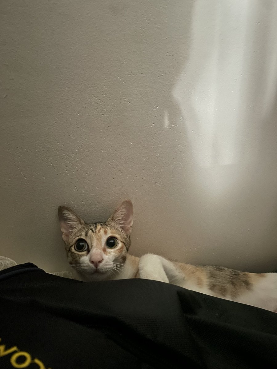 nguy8191's tweet photo. This is Cinders the cat I’m crowdfunding for. I found her on the streets when she was a 10-day-old kitten. She loves to hide in my closet like this.
#throwback #rescue #calico #cat #crowdfunding #GoFundMe https://t.co/2l1ChDSkhW
