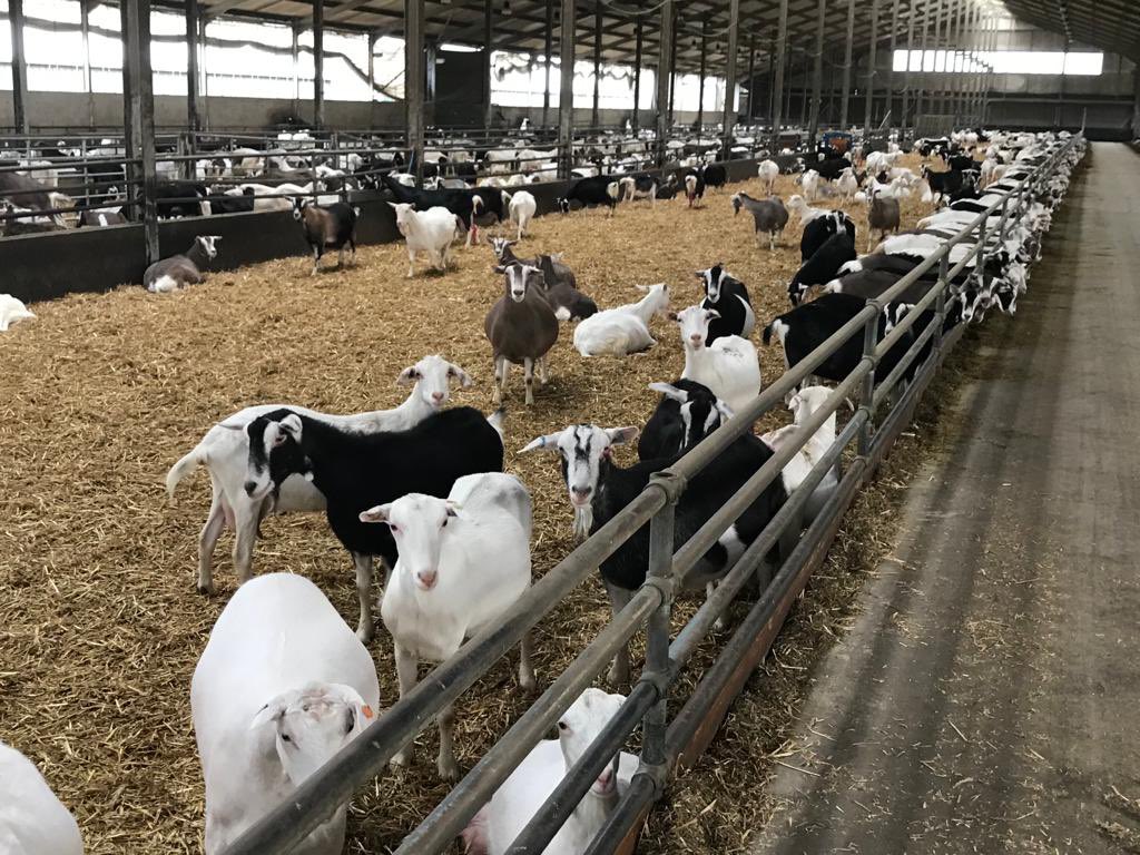 Oliver Hall tweet media