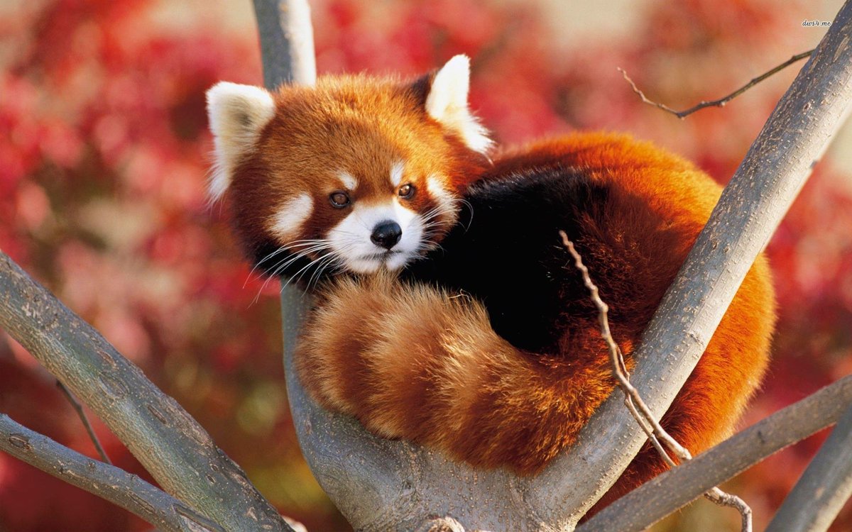 Red Panda Every Hour! (@redpandaeveryhr) on Twitter photo 