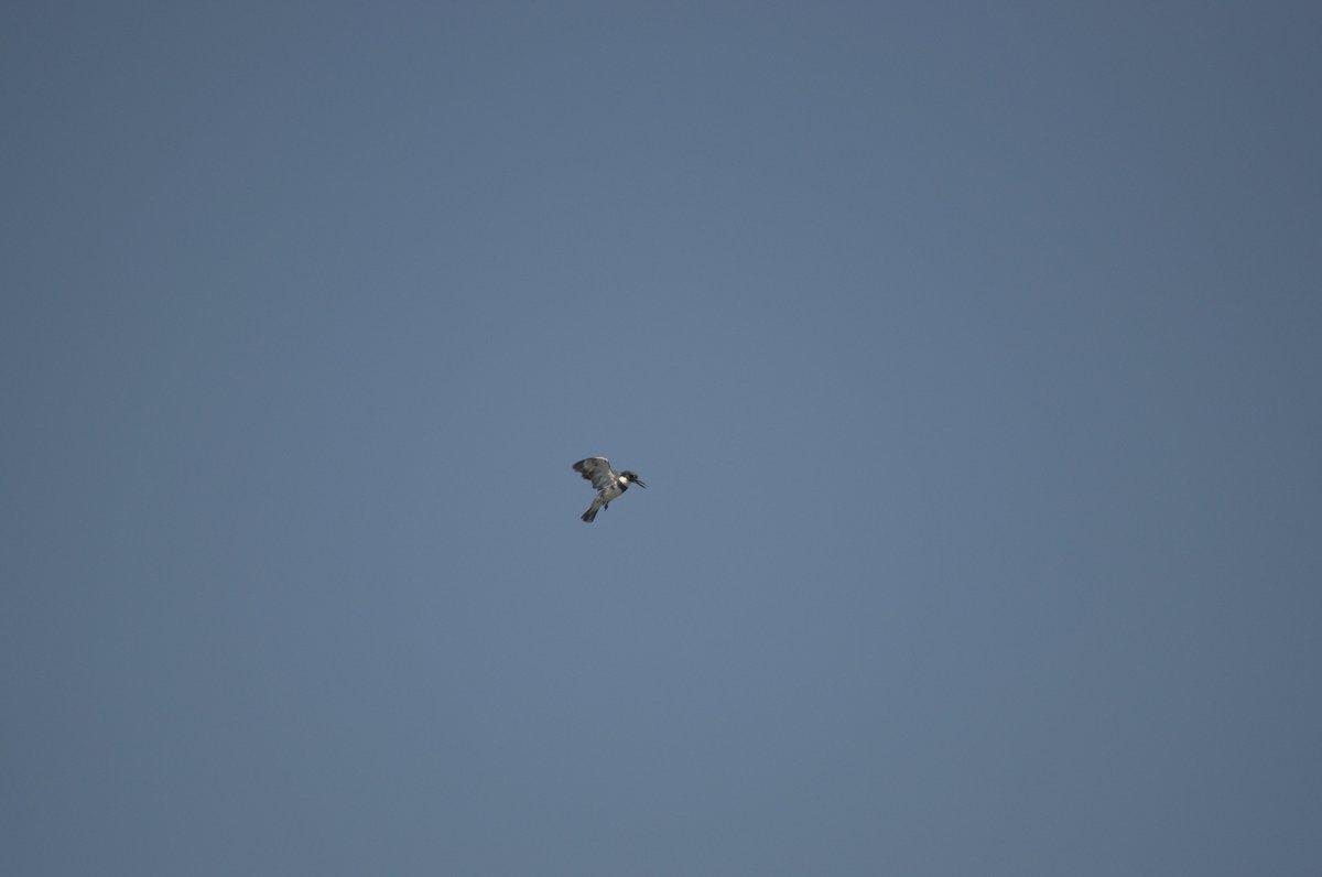 CherryBurd's tweet photo. Some interesting birds that we saw during our walk at Island View beach. #smallthread #thread #birds #wildlife #nature #beach #island 🐦🦤 https://t.co/OgfK0I6De2