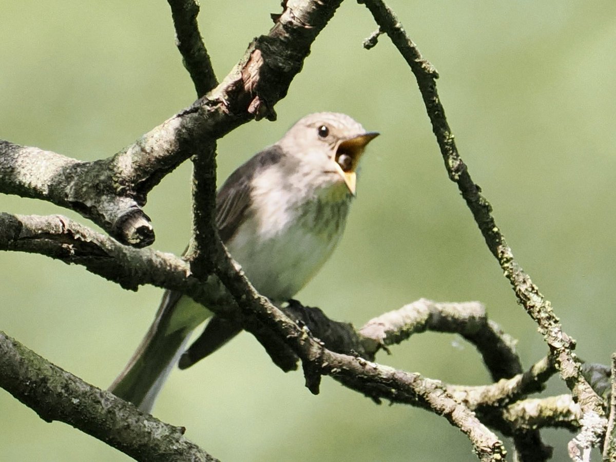 @BirdingRalph Spotted Flycatcher, Staffordshire UK