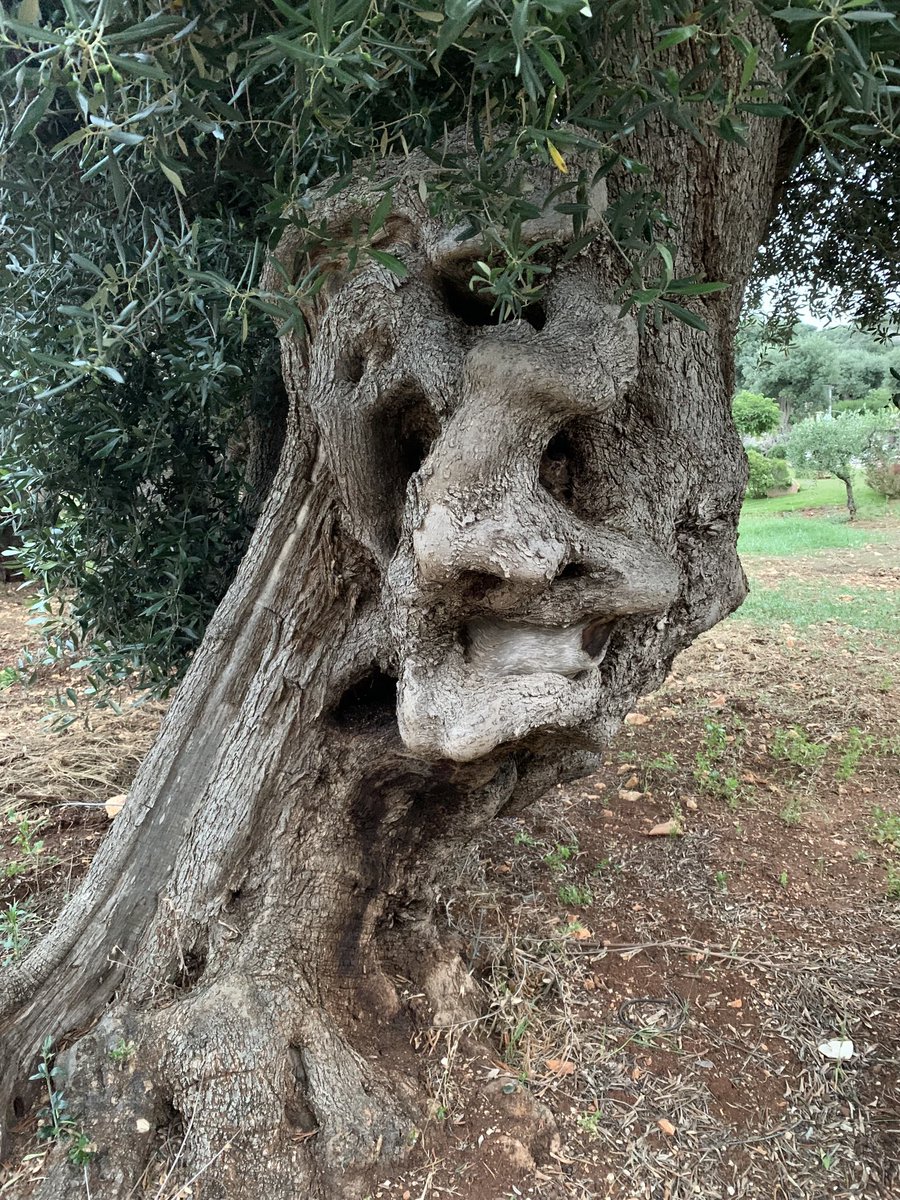 This old woman caught my eye as I passed by and said It’s time to stop fossil fuels now. #wisetree #pleadingtree #savethetrees #endfossilfuels