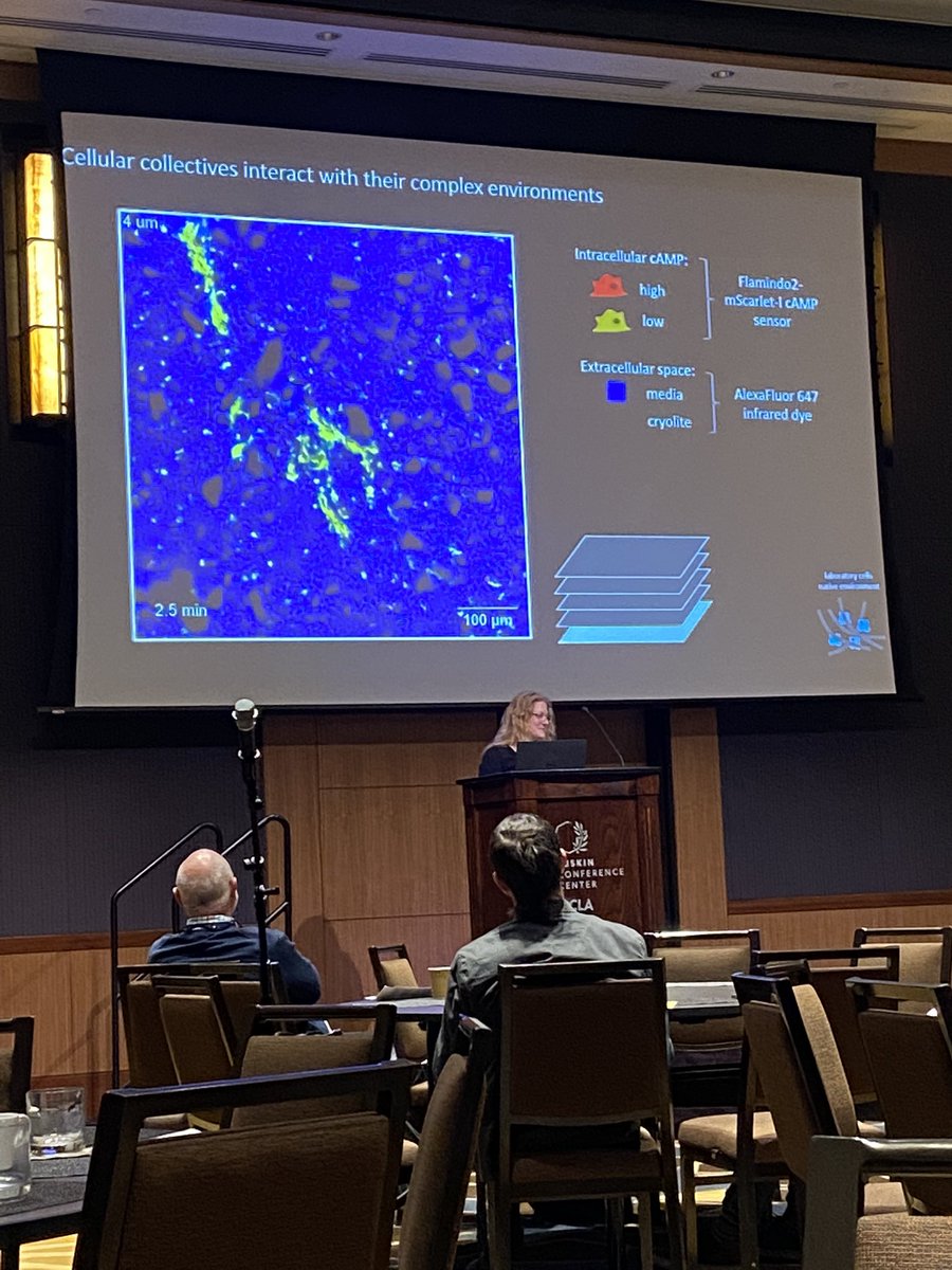 Some highlights from todays talks by František Baluška, @Docteur_Drey , Pamela Lyon and @AllysonSgro talking about plant behaviour, aging in slime moulds, basal cognition and collective behaviour in microbes  #pushingtheboundaries @UCLA