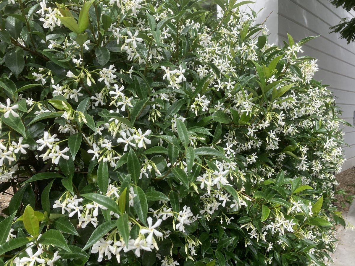 Trachelospermums are really looking their best in London at the moment and loving this weather ⁦<a href="/BrighterKandC/">Brighter K and C</a>⁩ ⁦<a href="/LondonInBloomUK/">London In Bloom</a>⁩
