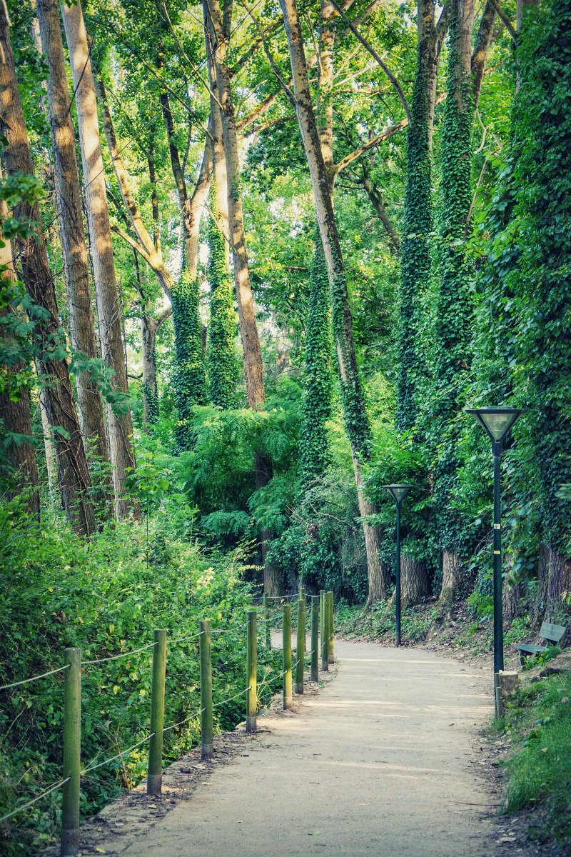 Green Days 🌿
#photography #photographer #photographybloggers #photooftheday #nature #naturephotos #NaturePhotography #NatureBeauty #trekking #hiking #hikingadventures #BeautifulWorld #Travel #trees #travelphotography #explore #beautiful #hike #naturelovers #morning #France