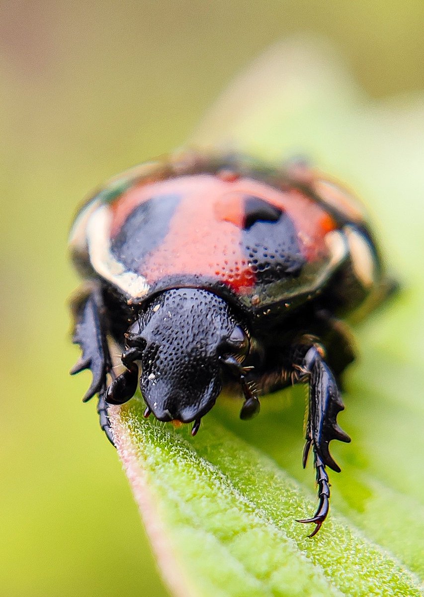 •~ Beetle 🪲
#MacroHour #ThePhotoHour #photography