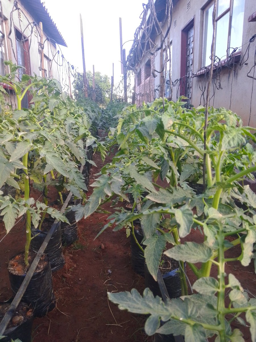 Testimonial Tuesday 🥳🥳🥳🥳

No space is too small. Our Farmer in CABS, Budiriro is not leaving any m² unused. Backyard farming at its best👌🏽👌🏽.

Greenhope Seedlings to the world. 

#greenhopeseedlings
#seedingyoursuccess