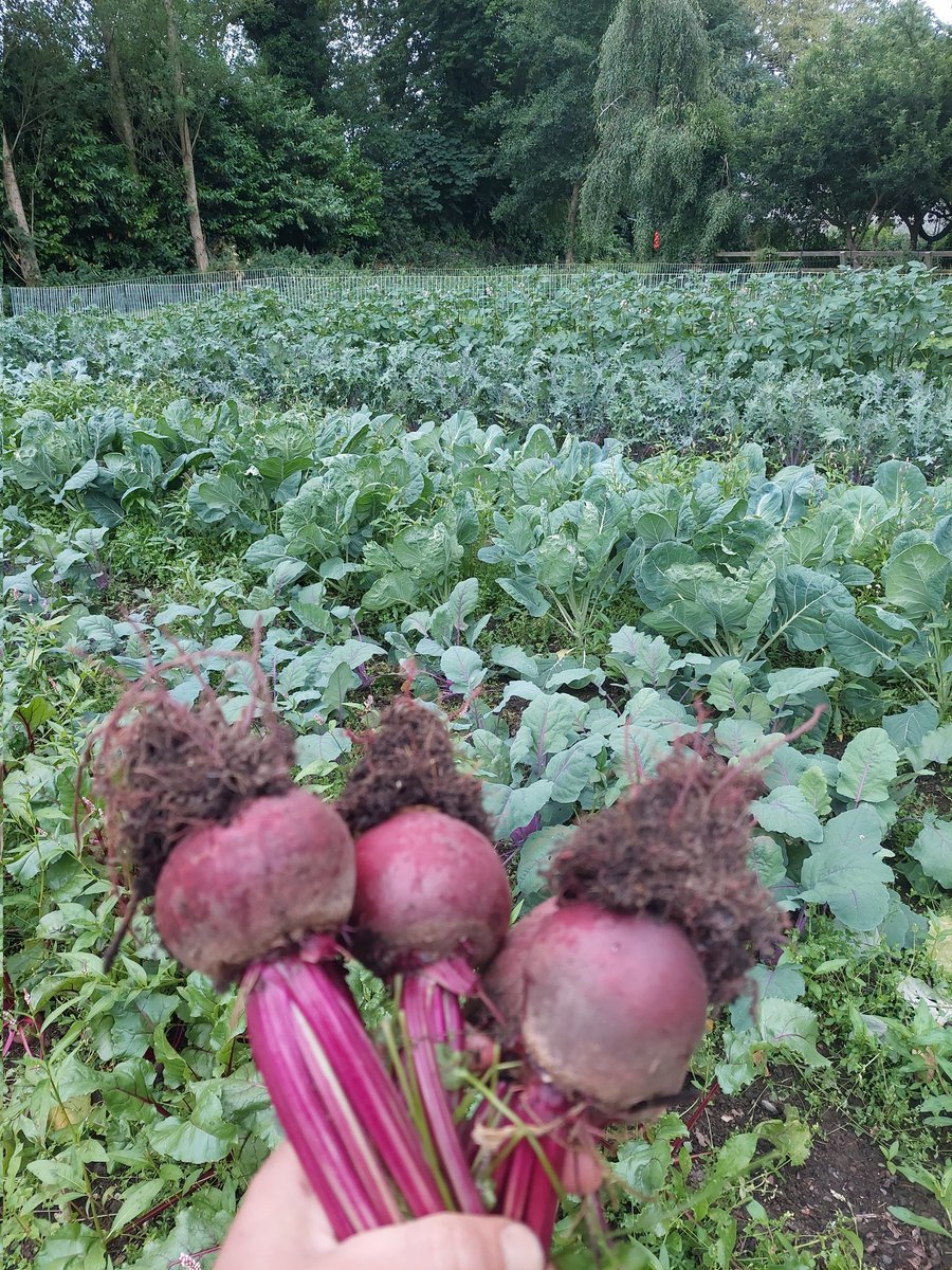 GardenerGareth's tweet image. Beetroots galore

#SmallScaleFarming #GIY #GrowYourOwn #GrowWhatYouEat #Newtowncunningham #Donegal