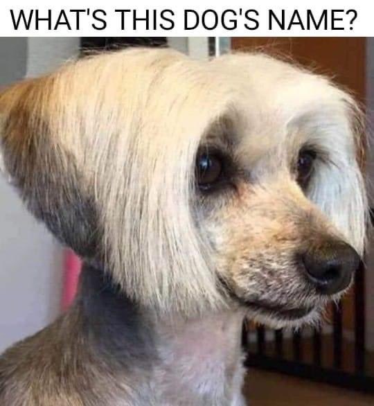 TheRealDudja's tweet photo. Karen obviously 🤣 https://t.co/ivD4f32Le5