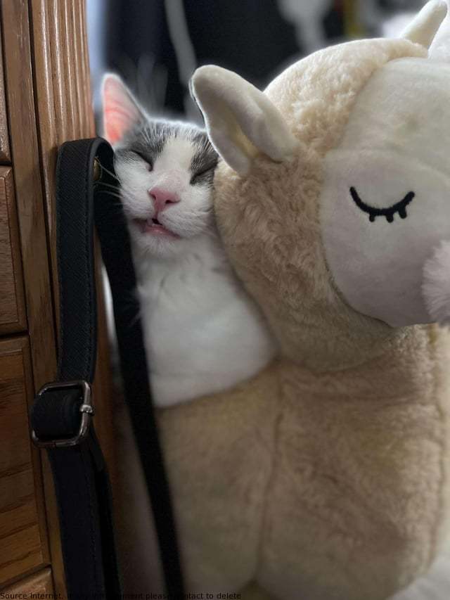 marge_sinclair's tweet photo. Small peek during a llama nap. https://t.co/zBJBHLWOJh