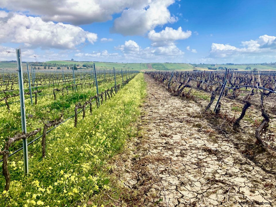 This. Is. Not. Photoshopped.

On the left, wine production by Marilena, with biodynamics & #naturebasedsolutions, in Sicily.

More 🌱🌸🪲🕊️
& soil biodiversity 🐛🪱

We will never #restorenature without the farmers.

#naturerestoration is good for all.

Which future do you want?