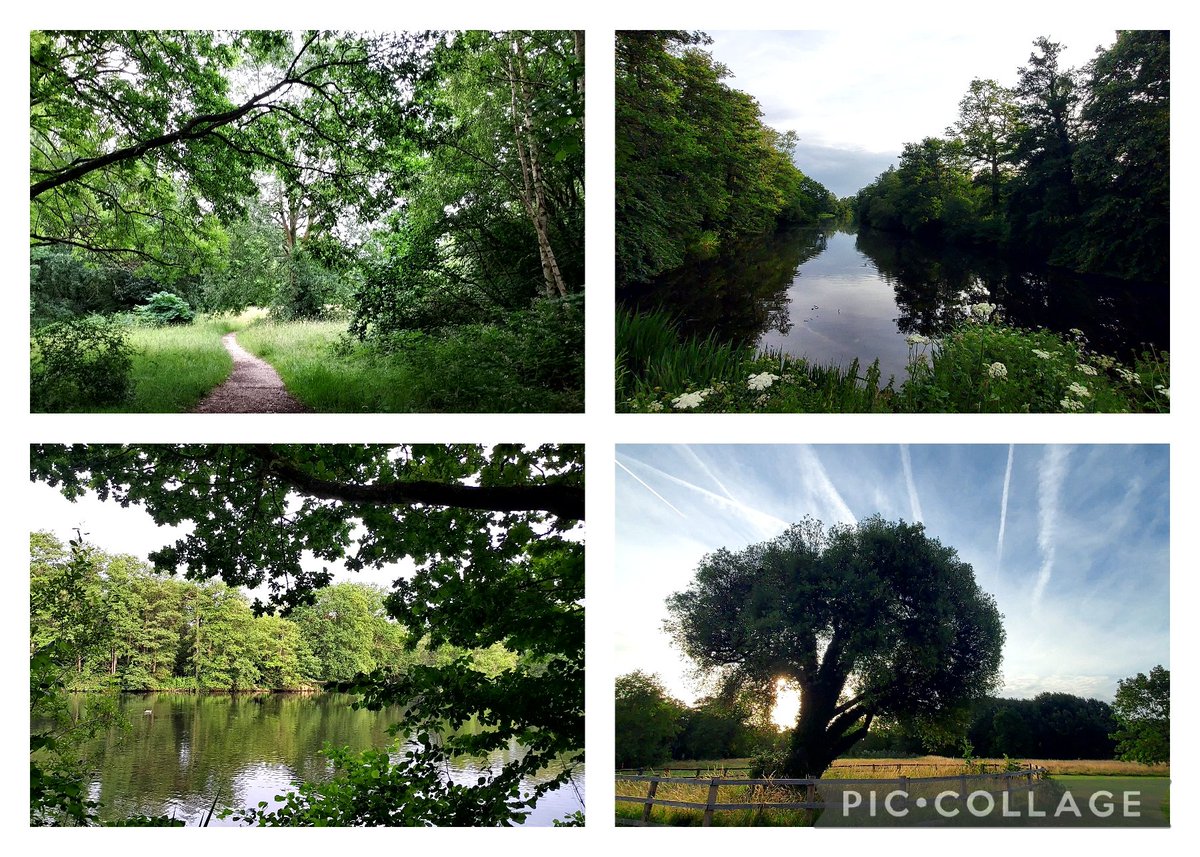 Good morning! If you've at @UniofReading for the global South study group meeting at #DSA2023 why not explore Whiteknights Lake this morning. 
It's stunning and full of goslings, cygnets and squirrels!