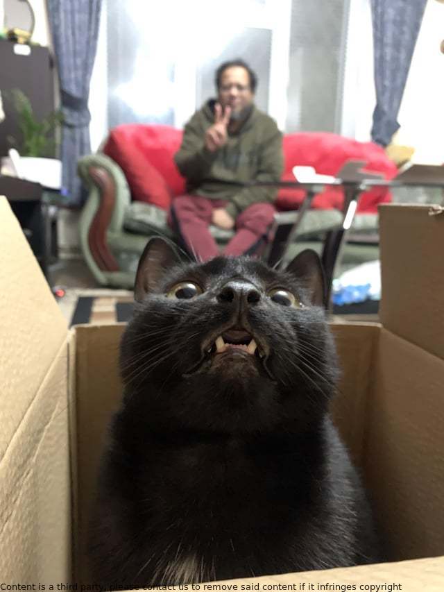 CHASITYVILLALO2's tweet image. I used to despise my once cat hating dad until I met Teef. Teef has completely won over my heart and I can't imagine my life without her.