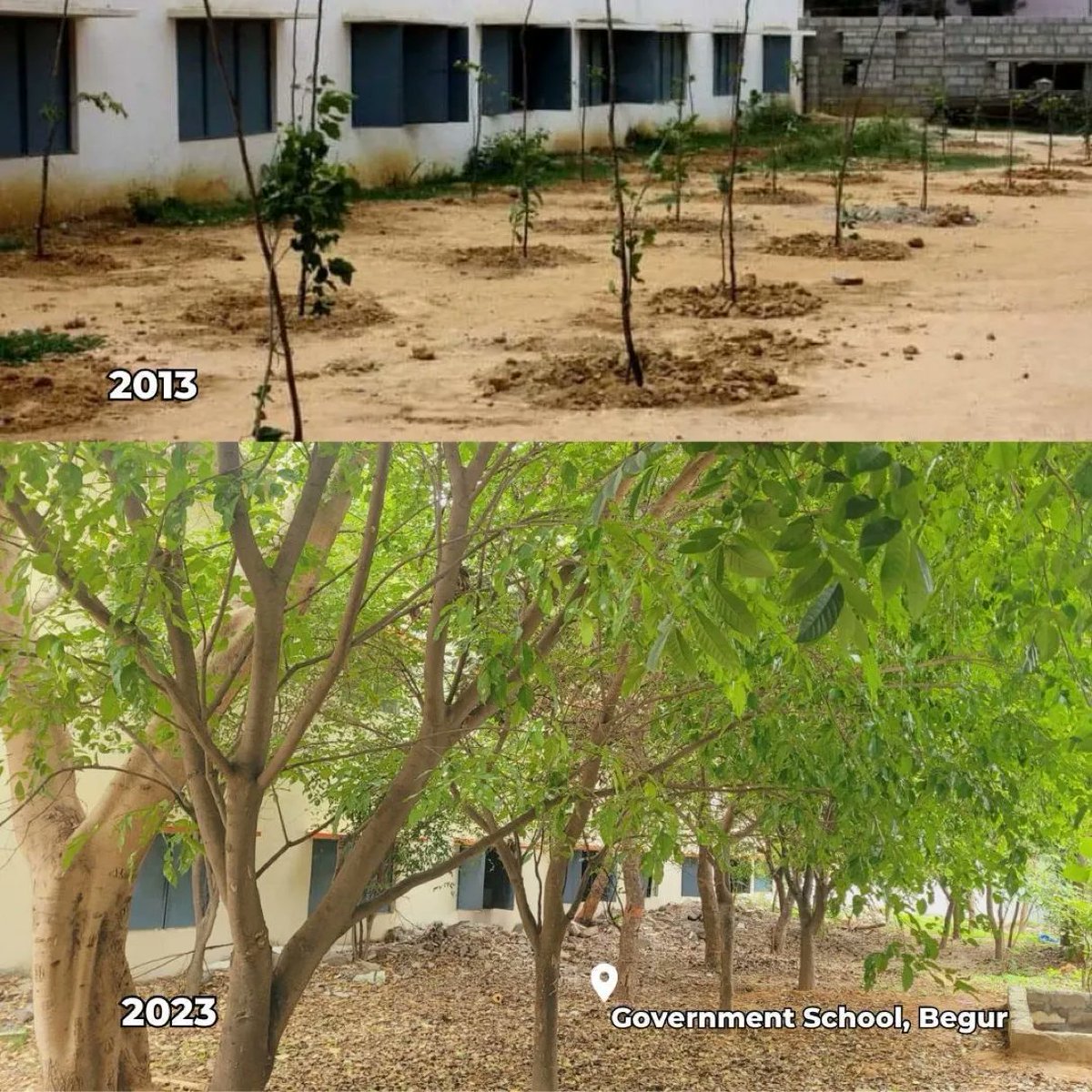 Well done!

This is Govt. School in Begur, Bengaluru, India 🇮🇳, where @saytrees_ind planted 100+ saplings is 2013. 

Special thanks to all volunteers who joined to plant these saplings and to students from the school who took regular care of the saplings. 

@kapil_saytrees