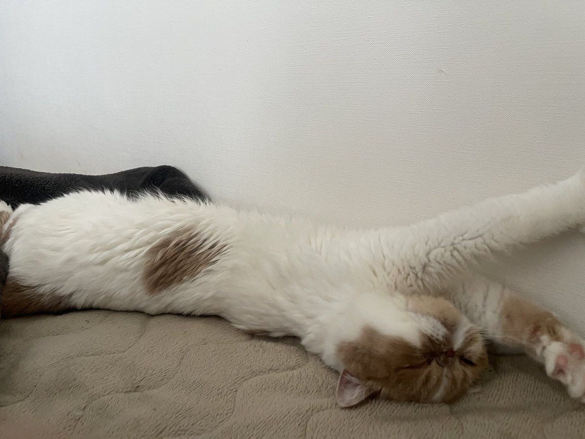 起きたらとなりにおった。かわいすぎるw

#エキゾチックショートヘア 
#猫のいる暮らし