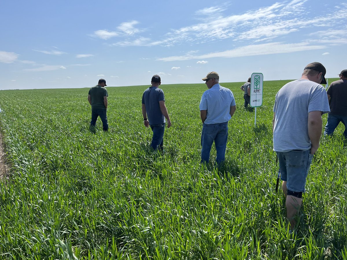 ZacharyMcLane2's tweet photo. Great day to go tour the plots at Eston. @EmergeAg @DawsonTangen @AlpineJimmie https://t.co/F9id7vUJOl