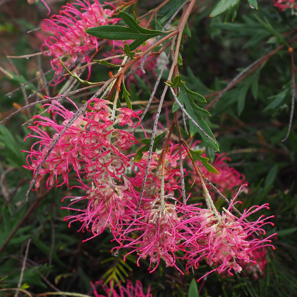 We're over the moon 🌚 to announce a new grevillea has hit nurseries! 🎉 Isn't it a ripper?! 🤩 ‘Boorloo Moon’ was named for the wonder of a full moon rising over Boorloo (Perth City) as viewed from Mount Eliza. We just can't get enough of its masses of pink flowers!