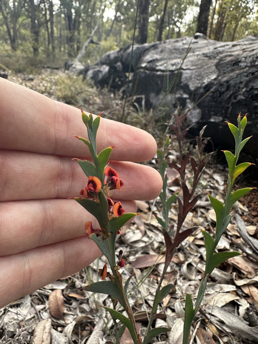 #Daviesia decurrens out in bloom!