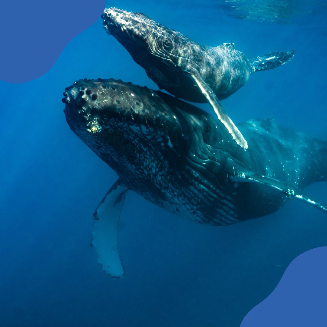 Look out for burri burri traveling along the coastline. Our Dreaming tell Dharawal people that burri burri are searching for their barangga #humpbackwhale #aboriginal #dreamingstories #dharawal #whalemigration #laperouse #nature