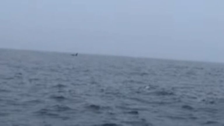 Video: Orca spotted off the coast of Cape Cod trib.al/KBYDTOo