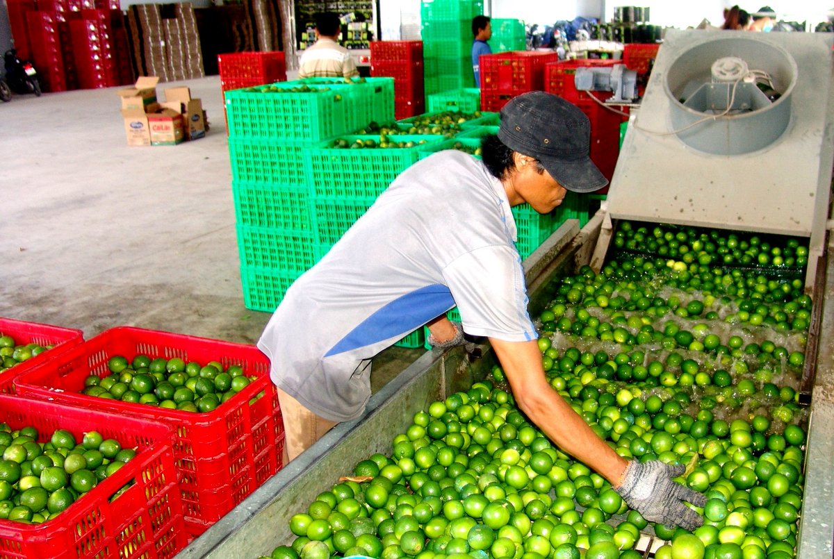 Fresh green lime seedless, citrus goodness, and natural flavor
EXPORT WORLDWIDE
Cell/Whatsapp/+84 902804571
#LimeLemon #vietnamfruit #fruitexport #freshlime