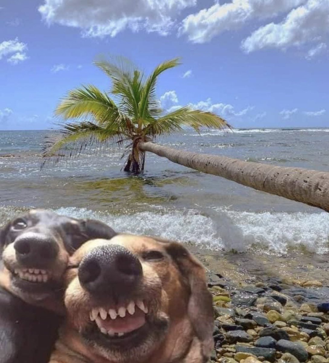 me &amp; my lady when we finally go on a lil baecation 😭😂