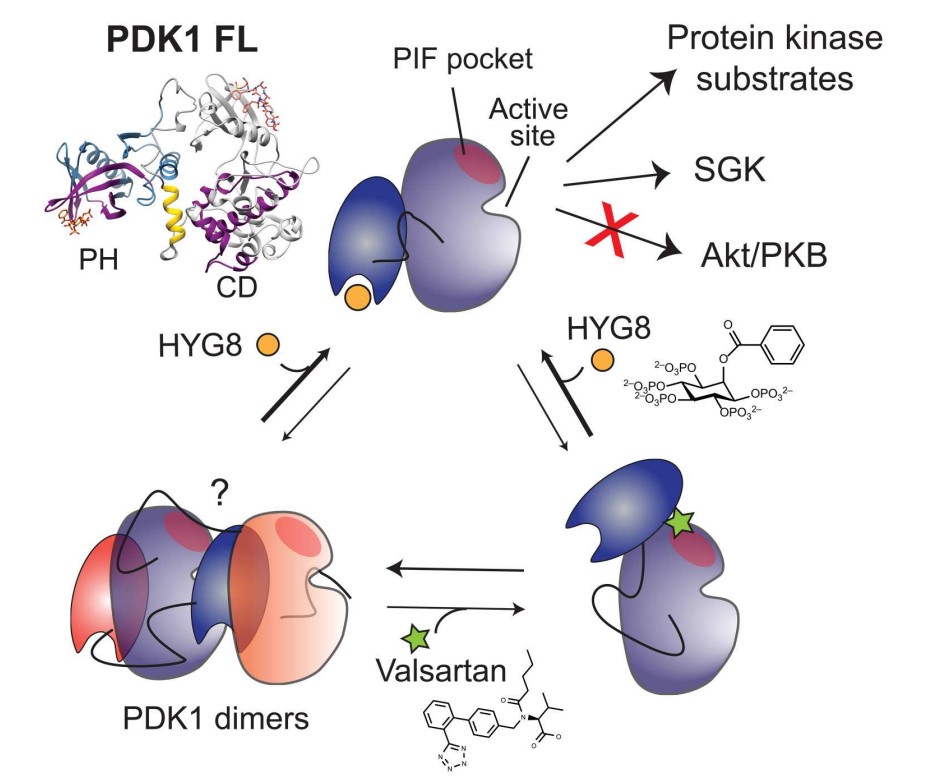 biondi_lab's tweet photo. 1/5 Our latest #ScienceSignaling paper is now available to download for free! It can be found in our institutional webpage from @IBioBA_MPSP under the section "Publications": https://t.co/tMkTup0KLb
A short summary of it in this thread👇🧵 https://t.co/o7sWe6mxuU