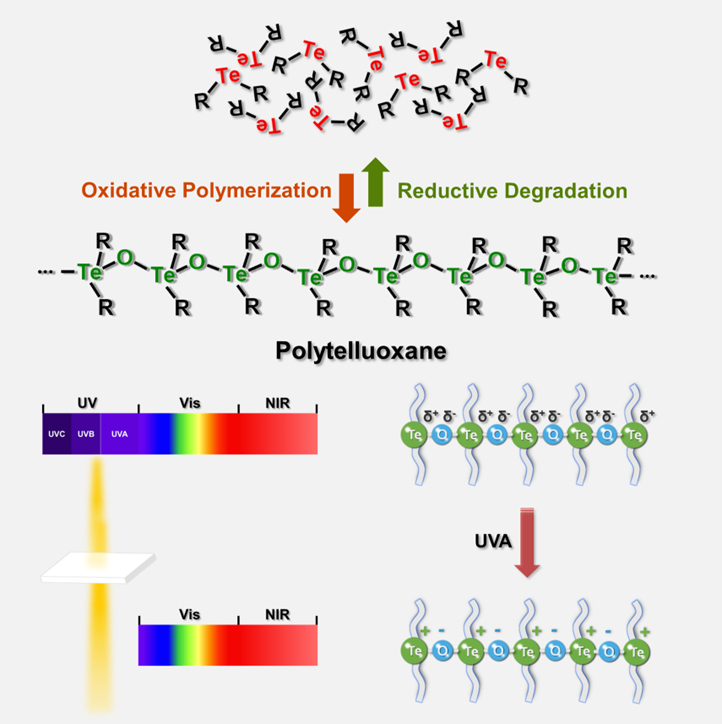 HuapingX's tweet photo. Our paper on Polytelluoxane is on @Chem_CP . Polytelluoxane: A chalcogen polymer that bridges the gap between inorganic oxides and macromolecules https://t.co/kHnJjZeHf9 https://t.co/wyjng5eAYA