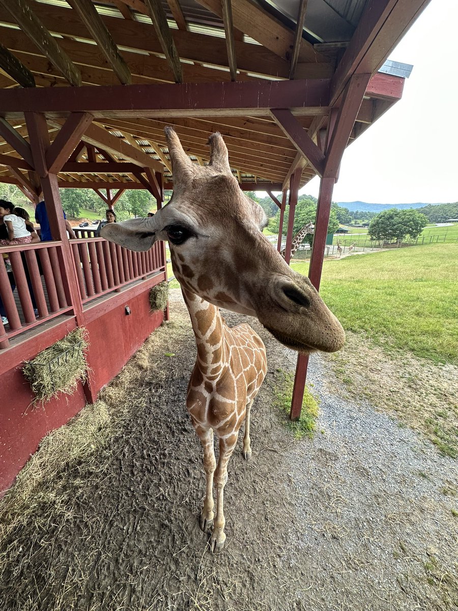 acts241's tweet image. Tall and handsome #giraffe #safari