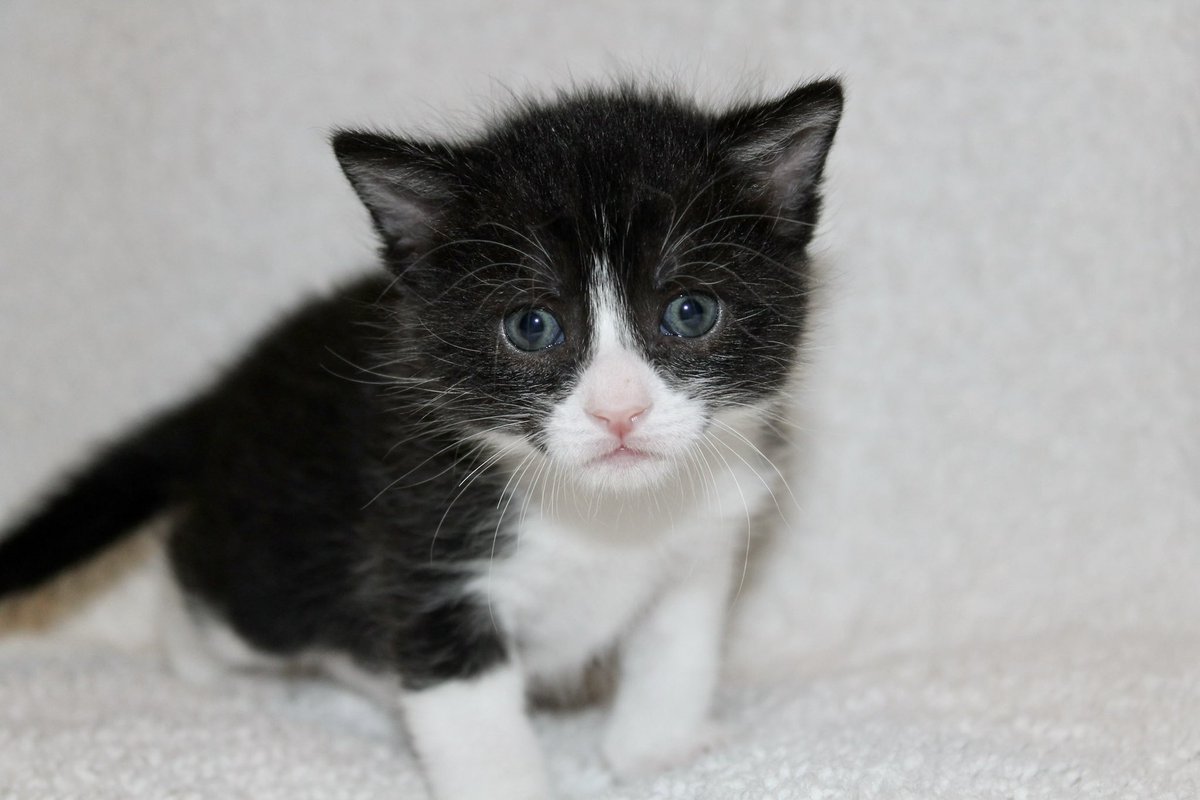 Whiskers 'N' Wishes Sanctuary on Twitter "Her last two kittens are