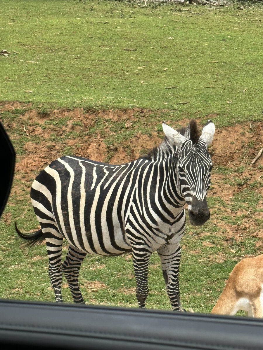 acts241's tweet image. Marty the Zebra 🦓 #safari