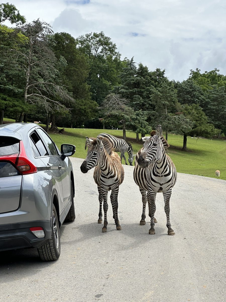 acts241's tweet image. Marty the Zebra 🦓 #safari