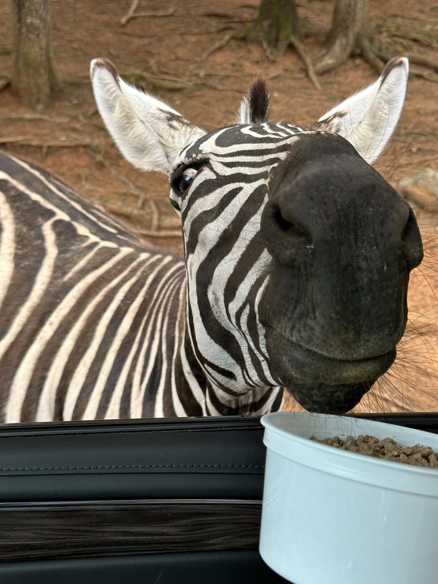 acts241's tweet image. Marty the Zebra 🦓 #safari