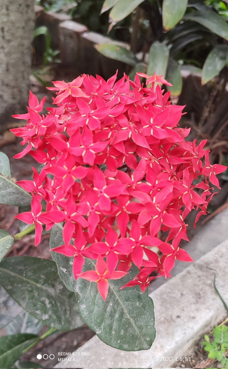 Tropical beauty Ixora for #red #VIBGYORinNature by #IndiAves 

#TwitterNatureCommunity #Garden #Flowers #Tropical #naturetherapy