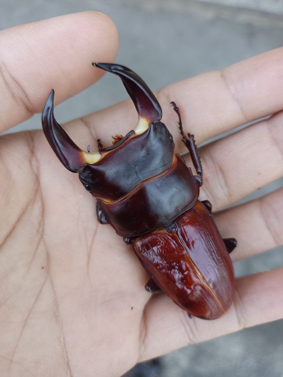 Gx50yyii x 何傑kc x Gx50yyii